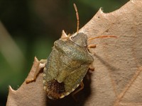 HETEROPTERA: CHIAVI DICOTOMICHE